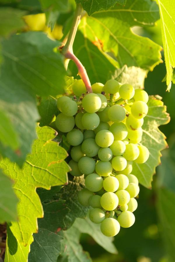 Tarantula Ranch Campground & Vineyard Near Death Valley National Park 아마르고사 밸리 외부 사진