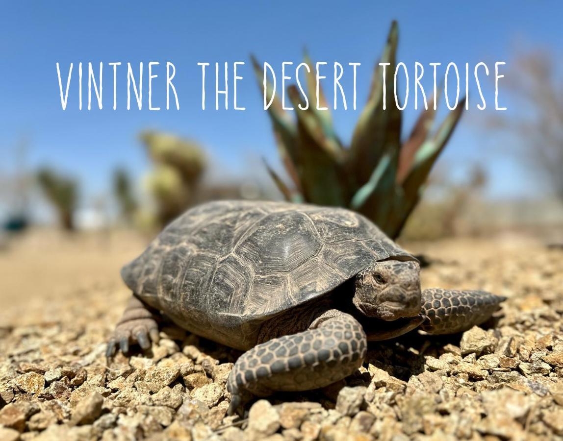 Tarantula Ranch Campground & Vineyard Near Death Valley National Park 아마르고사 밸리 외부 사진